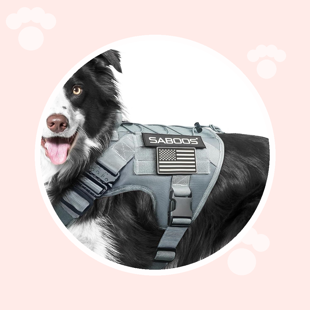 Esenciales para perros